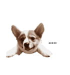 corgi :P ベロ出しコーギー（個別スタンプ：6）