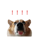 corgi :P ベロ出しコーギー（個別スタンプ：7）