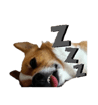 corgi :P ベロ出しコーギー（個別スタンプ：8）