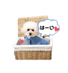 シュシュ・ときどき・まーぴー（個別スタンプ：2）