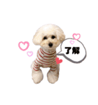 シュシュ・ときどき・まーぴー（個別スタンプ：3）