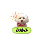 シュシュ・ときどき・まーぴー（個別スタンプ：4）
