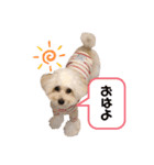 シュシュ・ときどき・まーぴー（個別スタンプ：8）