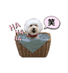 シュシュ・ときどき・まーぴー（個別スタンプ：13）
