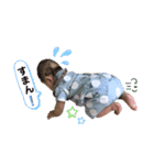 シュシュ・ときどき・まーぴー（個別スタンプ：20）