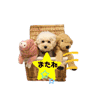 シュシュ・ときどき・まーぴー（個別スタンプ：23）