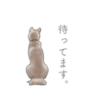 うちのはくです。（個別スタンプ：2）