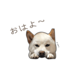 うちのはくです。（個別スタンプ：4）