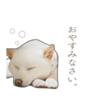 うちのはくです。（個別スタンプ：5）