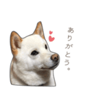 うちのはくです。（個別スタンプ：9）