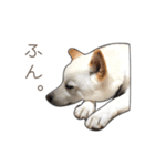 うちのはくです。（個別スタンプ：10）