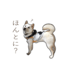 うちのはくです。（個別スタンプ：13）