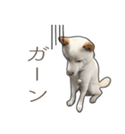 うちのはくです。（個別スタンプ：18）
