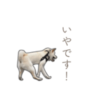 うちのはくです。（個別スタンプ：19）