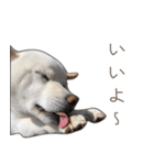 うちのはくです。（個別スタンプ：20）