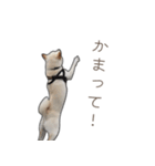 うちのはくです。（個別スタンプ：21）
