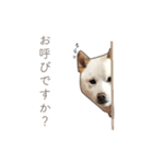 うちのはくです。（個別スタンプ：24）