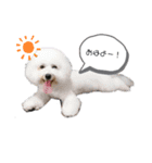 ちわぷー＆ビション兄弟②（個別スタンプ：1）