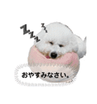 ちわぷー＆ビション兄弟②（個別スタンプ：4）