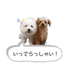 ちわぷー＆ビション兄弟②（個別スタンプ：5）