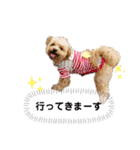 ちわぷー＆ビション兄弟②（個別スタンプ：6）