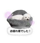 ちわぷー＆ビション兄弟②（個別スタンプ：11）