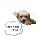 ちわぷー＆ビション兄弟②（個別スタンプ：17）