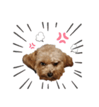 ちわぷー＆ビション兄弟②（個別スタンプ：19）