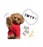 ちわぷー＆ビション兄弟②（個別スタンプ：20）