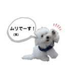 ちわぷー＆ビション兄弟②（個別スタンプ：21）