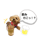 ちわぷー＆ビション兄弟②（個別スタンプ：22）