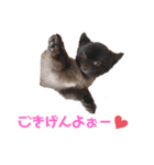 クロポメのクロちゃん（個別スタンプ：5）