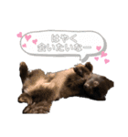 クロポメのクロちゃん（個別スタンプ：14）