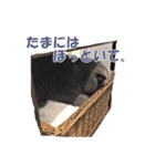 なおき（猫）の日常 ②（個別スタンプ：2）