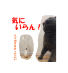 なおき（猫）の日常 ②（個別スタンプ：3）