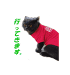 なおき（猫）の日常 ②（個別スタンプ：4）