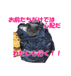 なおき（猫）の日常 ②（個別スタンプ：5）