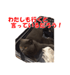 なおき（猫）の日常 ②（個別スタンプ：6）