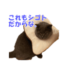 なおき（猫）の日常 ②（個別スタンプ：7）