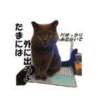 なおき（猫）の日常 ②（個別スタンプ：8）