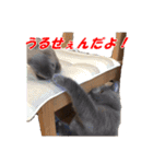 なおき（猫）の日常 ②（個別スタンプ：9）