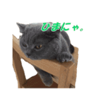 なおき（猫）の日常 ②（個別スタンプ：10）