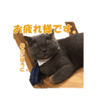 なおき（猫）の日常 ②（個別スタンプ：11）