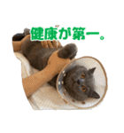 なおき（猫）の日常 ②（個別スタンプ：12）