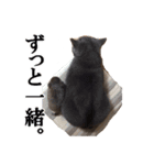 なおき（猫）の日常 ②（個別スタンプ：13）