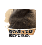 なおき（猫）の日常 ②（個別スタンプ：14）