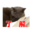 なおき（猫）の日常 ②（個別スタンプ：15）