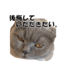 なおき（猫）の日常 ②（個別スタンプ：16）