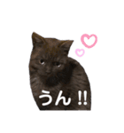 みみ♡ちょこ①（個別スタンプ：6）