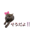 みみ♡ちょこ①（個別スタンプ：7）